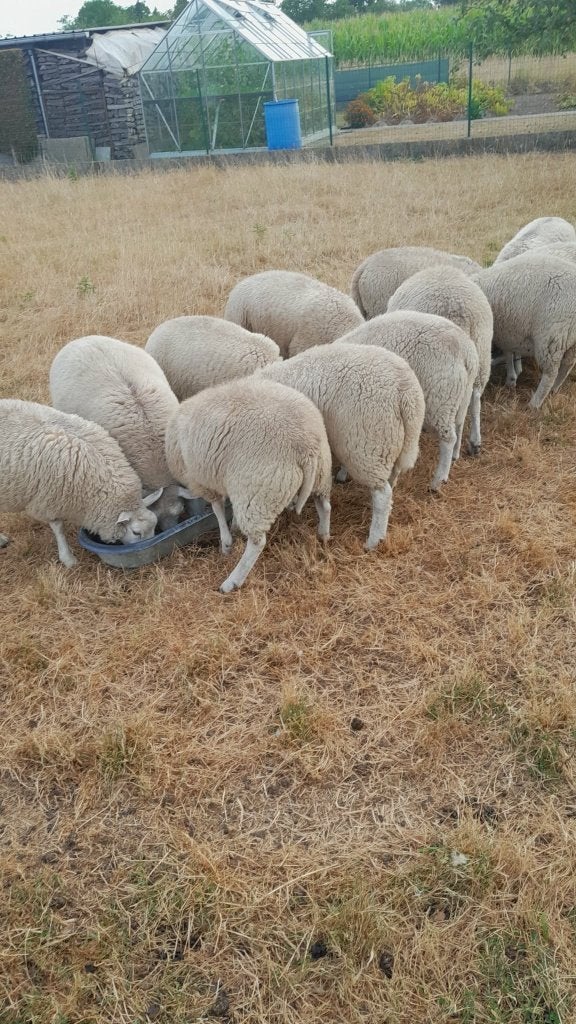 Schapen (9 dekrammen), Januari, Mannelijk