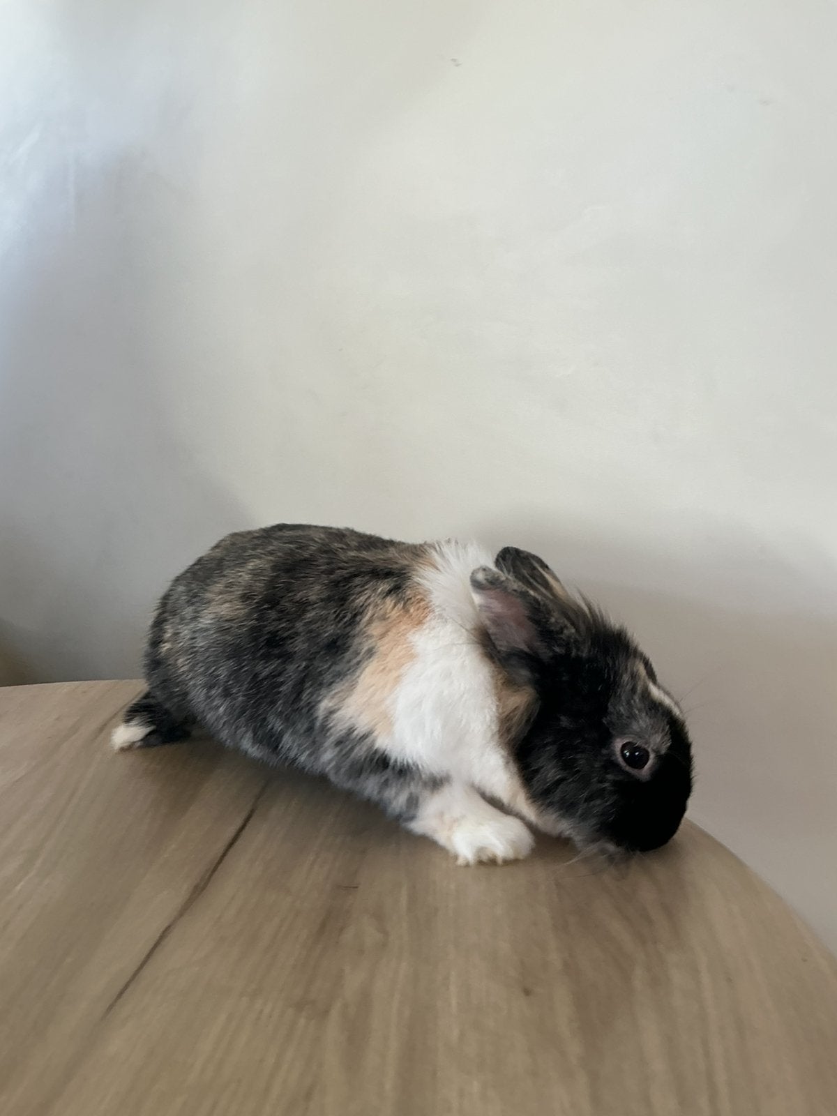 Mannelijk konijnen, Dieren en Toebehoren, Mannelijk