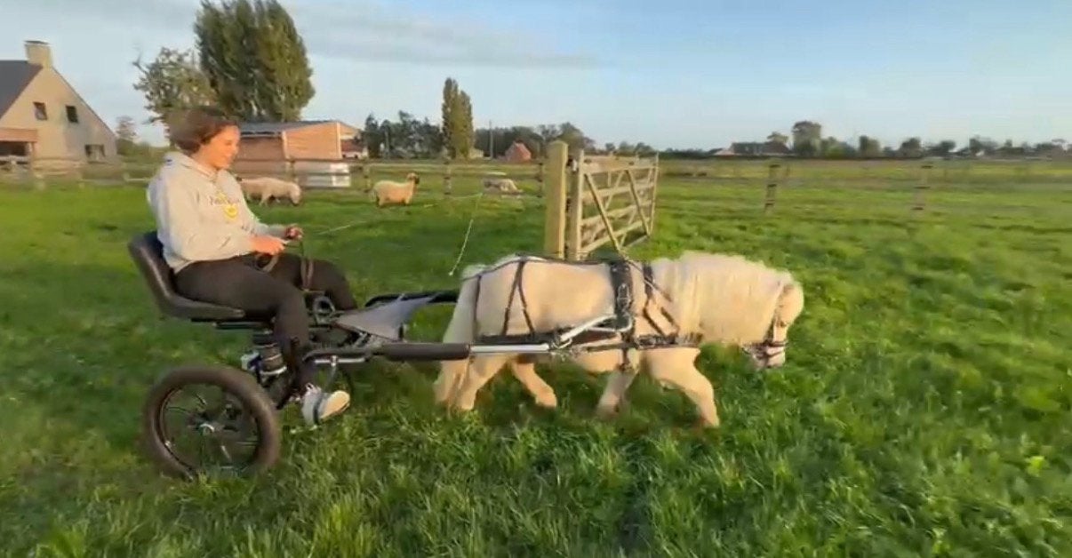Pien sulky en dubbel/enkel span koets te koop