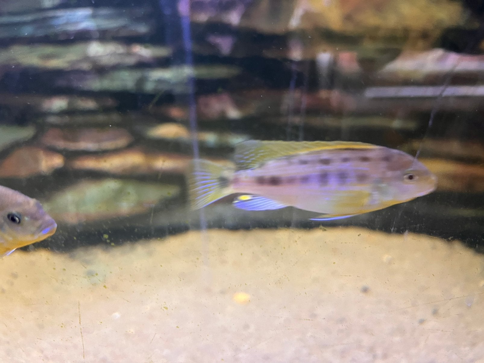 Blue lips cichliden 4-6 cm Promo! nu aan 2 euro/stuk, Dieren en Toebehoren, Vis, Zoetwatervis