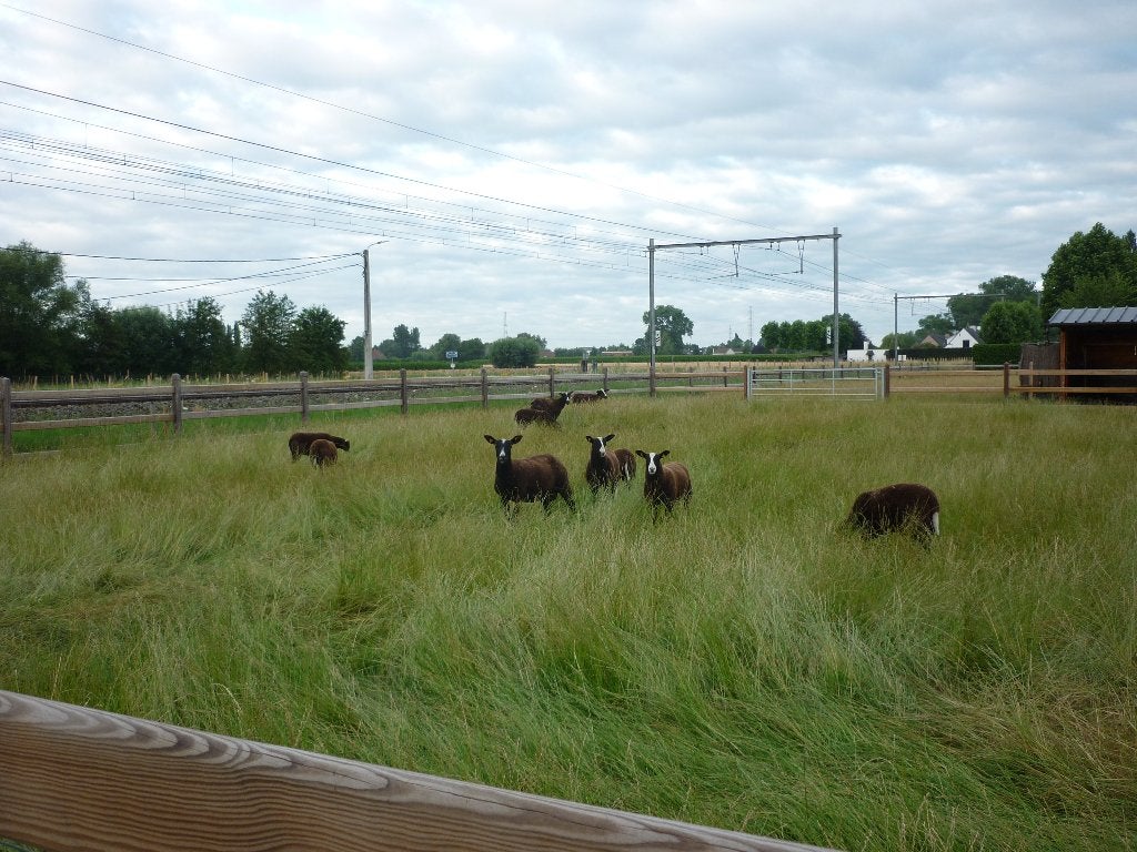 zwartbles schapen (lammeren), Plusieurs animaux, Mouton, 0 à 2 ans