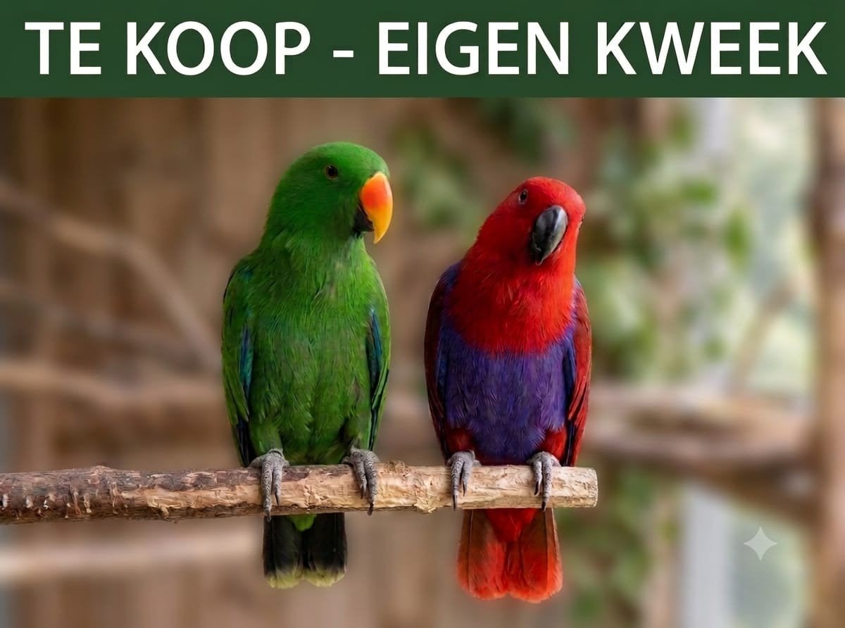 Edelpapegaai 2026 E.K, Plusieurs animaux, Perroquet, Bagué