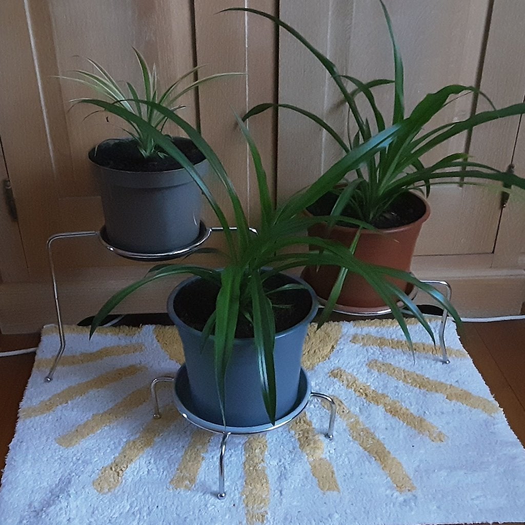 Mooie kamerplanten 6€/st, 10€ per twee, GRATIS onderschalen, Ophalen of Verzenden, In pot