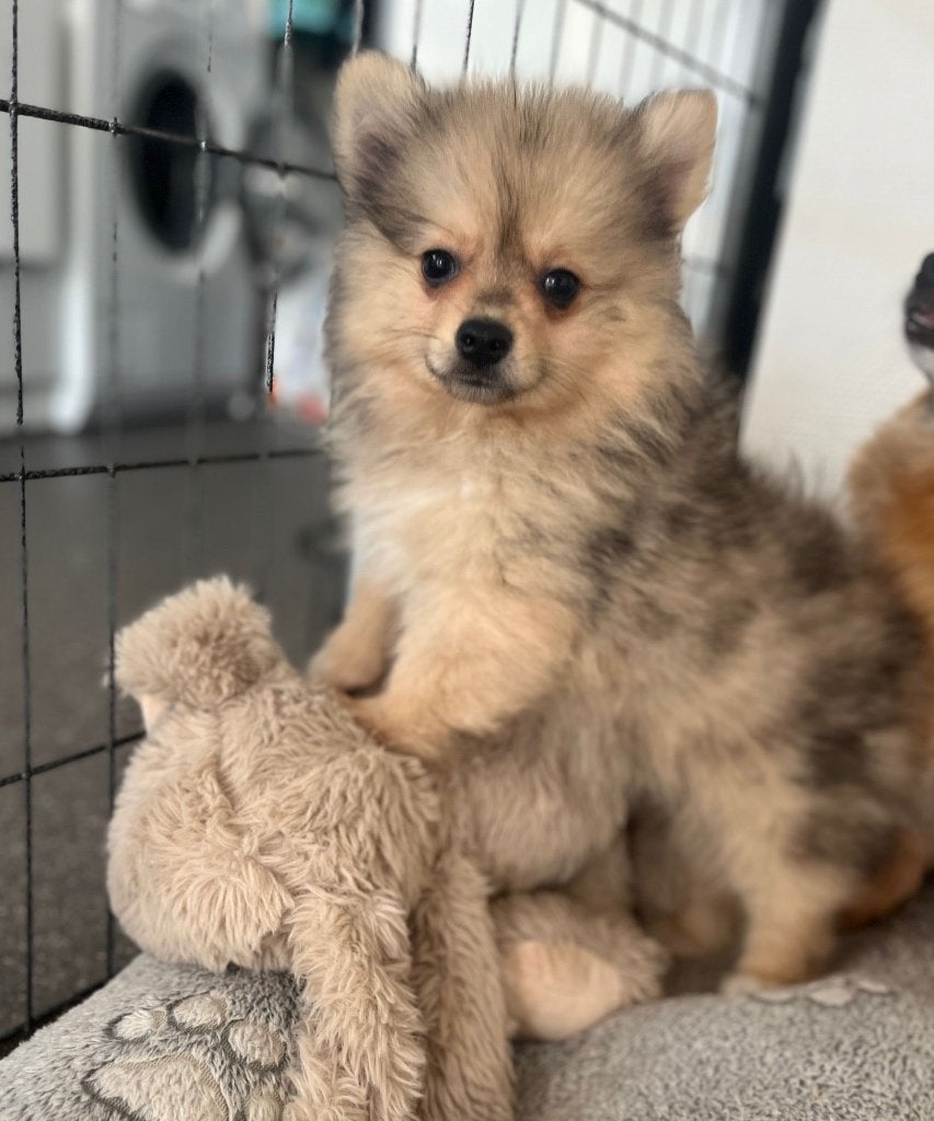 Prachtige pomeriaan pups, Dieren en Toebehoren, Honden | Poolhonden, Keeshonden en Oertypen, Meerdere dieren, Keeshond, Fokker | Professioneel