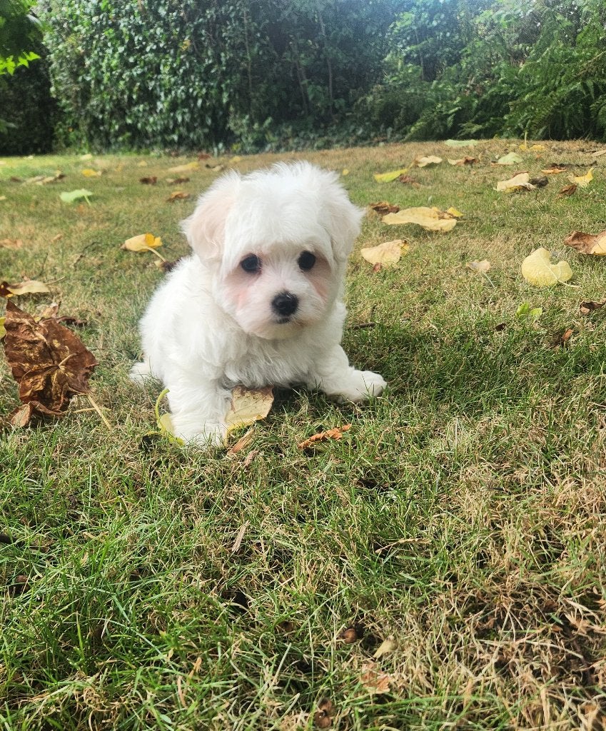 Maltezer pups, Maladie de Carré (chiens), Bichon maltais, Plusieurs, Belgique