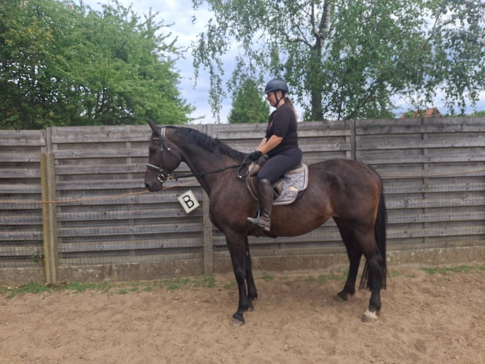 fokmerie / recreatie paard