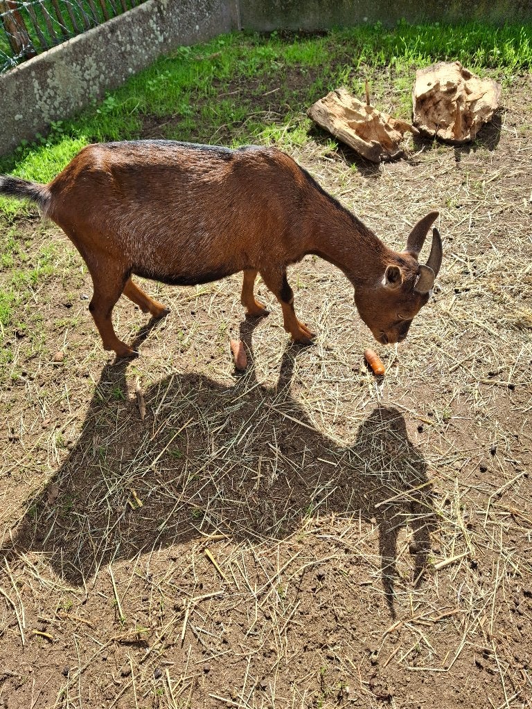 Handtam geitje, Femelle, Chèvre