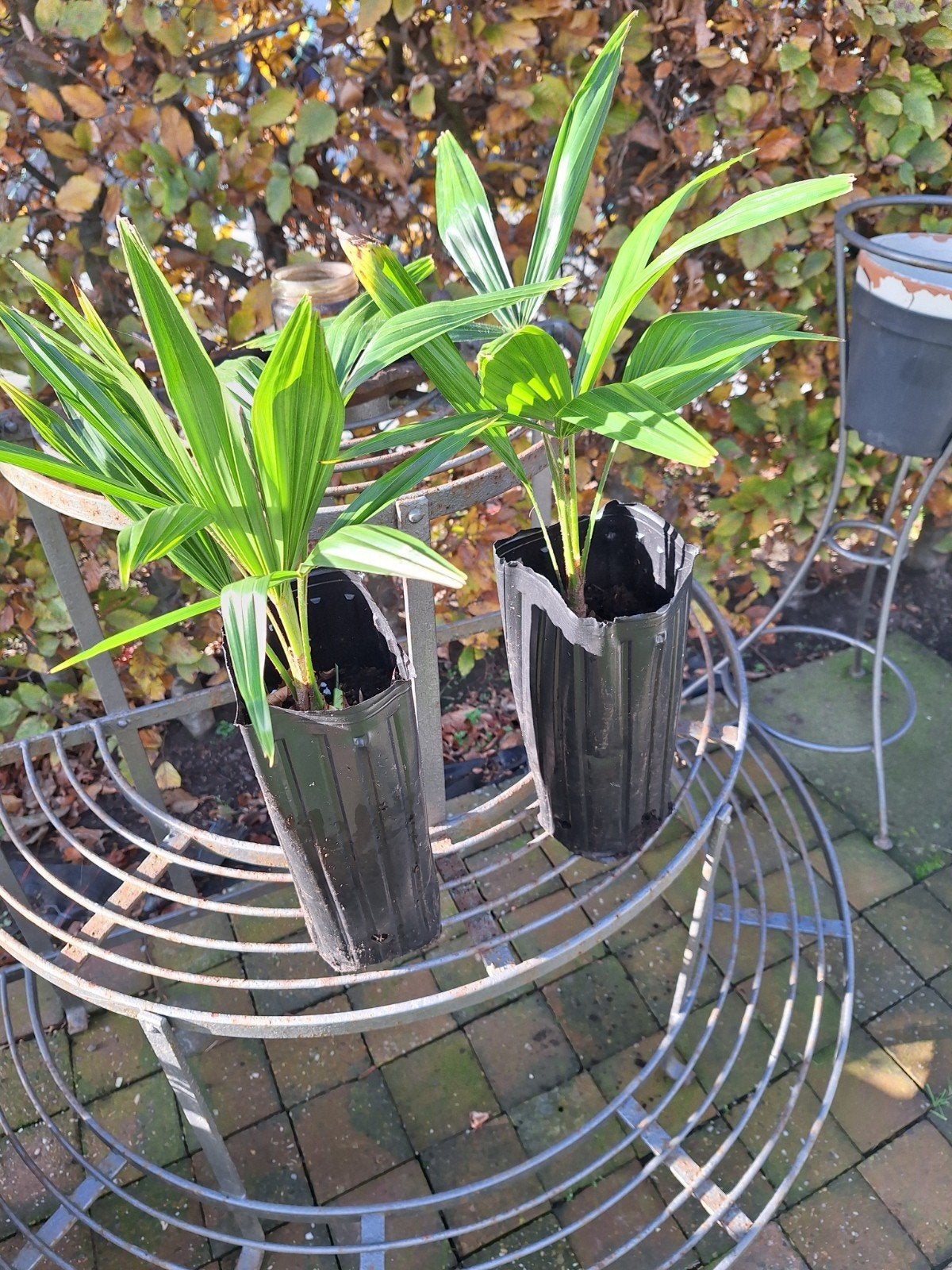 Palm 🌴🌴🌴🌴, Tuin en Terras, Planten | Tuinplanten, Ophalen