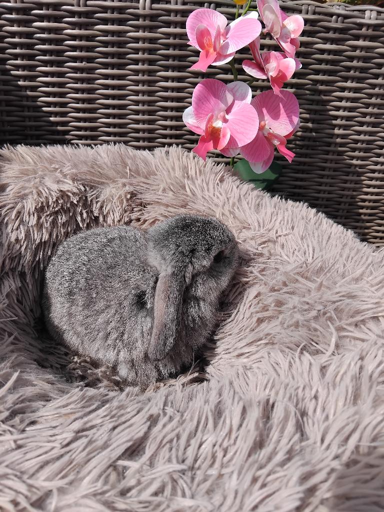 Prachtig minilop chinchilla ram, Mâle, Petit, 0 à 2 ans
