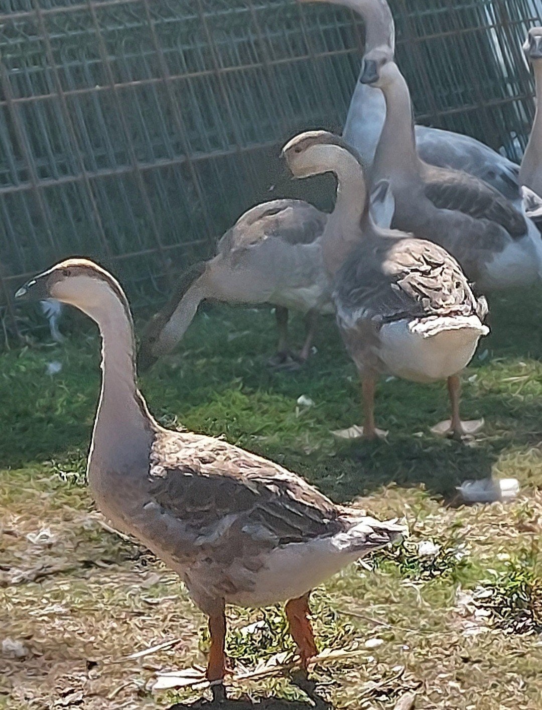 Raszuivere Chinese knobbelganzen 2026, Dieren en Toebehoren, Pluimvee, Meerdere dieren, Gans of Zwaan