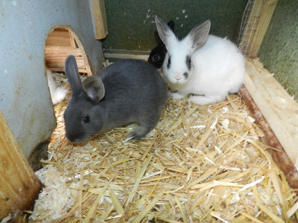 Dwergkonijnen, Dieren en Toebehoren, Meerdere dieren, Dwerg