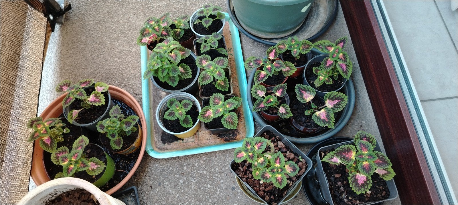 Planten - stekken _ jonge Coleus in potten., Ophalen of Verzenden, Halfschaduw