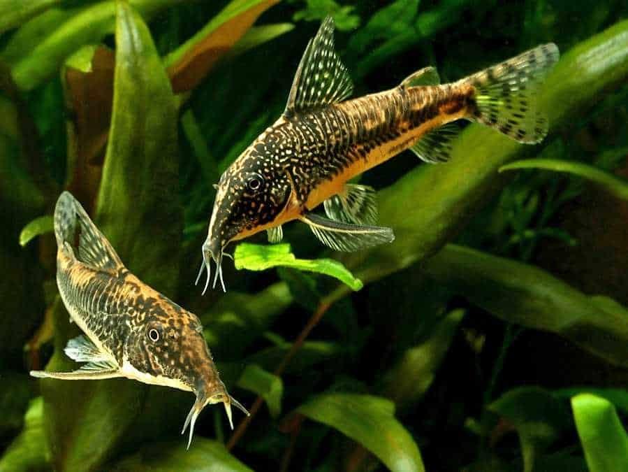 Corydoras Barbatus, Dieren en Toebehoren, Vissen | Aquariumvissen, Vis, Zoetwatervis, Schoolvis