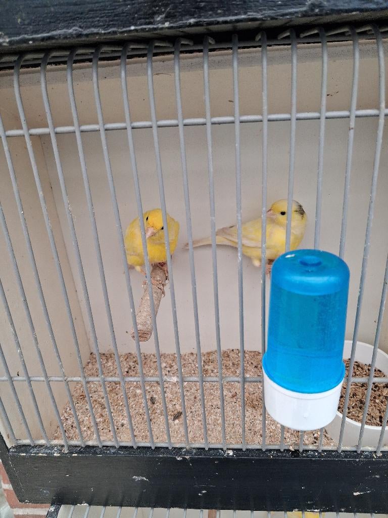 Waterslagers, Plusieurs animaux, Canari chanteur