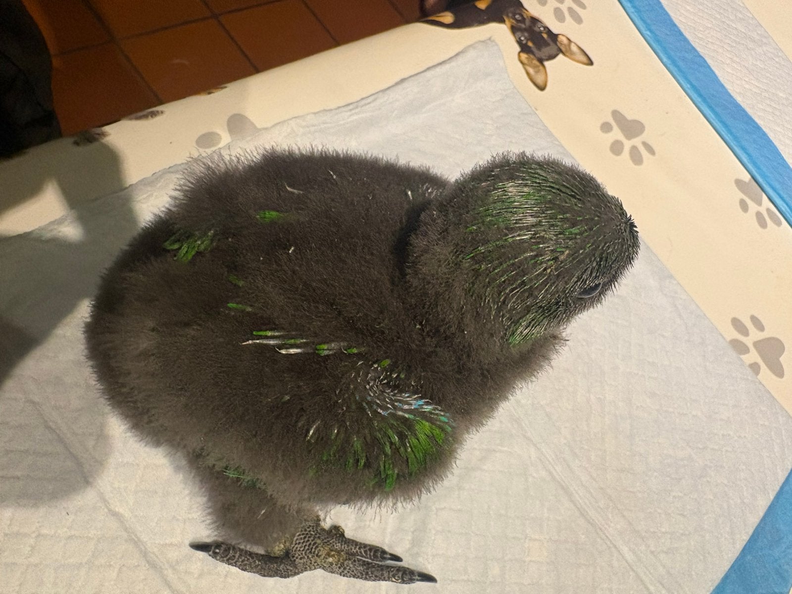 edelpapegaai - eclectus