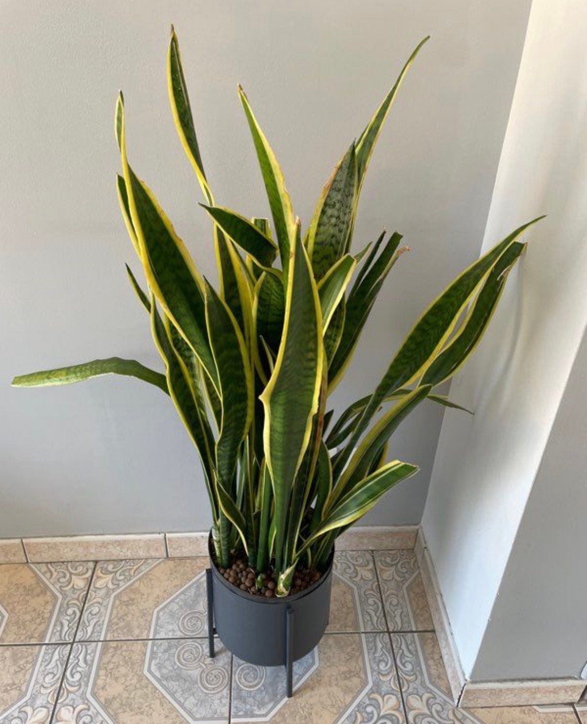 Plante verte, Plante verte, Enlèvement