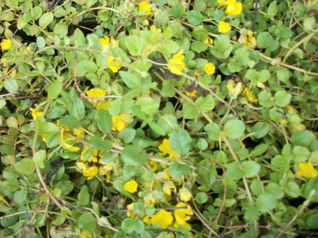 Lysimachia Nummularia bodembedekker met gele bloei, Ophalen, Bodembedekkers, Vaste plant, Halfschaduw