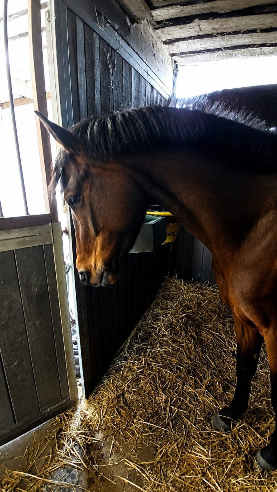 5jarige sport pony, Merrie