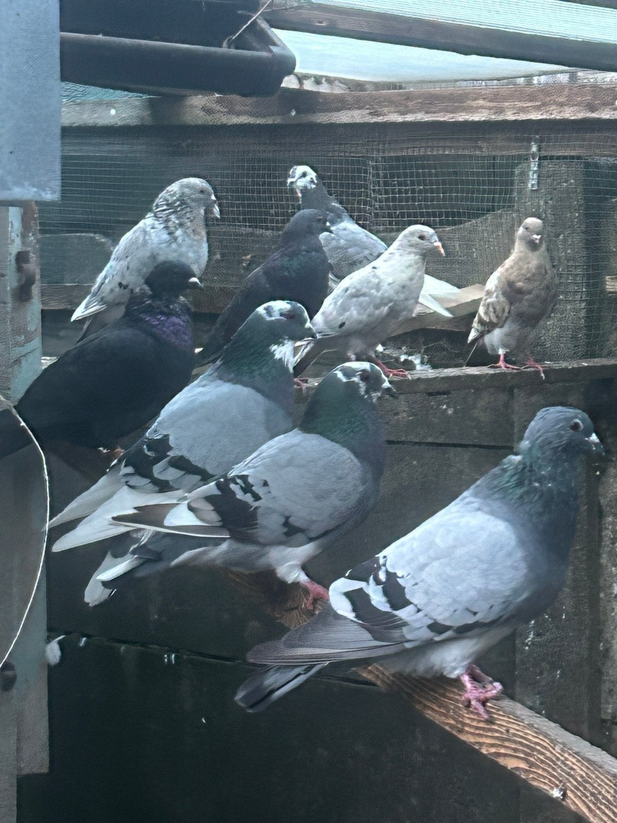 Gaditano sierduiven, Dieren en Toebehoren