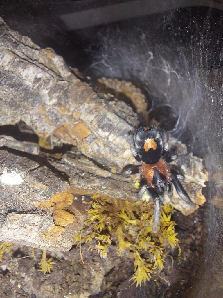 Cyriocosmus elegans (Tarantula spin 2cm)