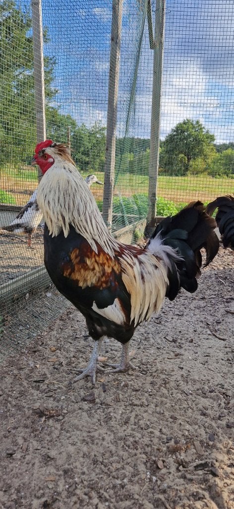 Haan, Dieren en Toebehoren, Mannelijk