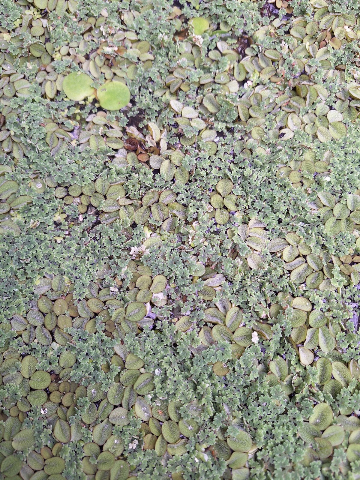 drijf planten, Ophalen