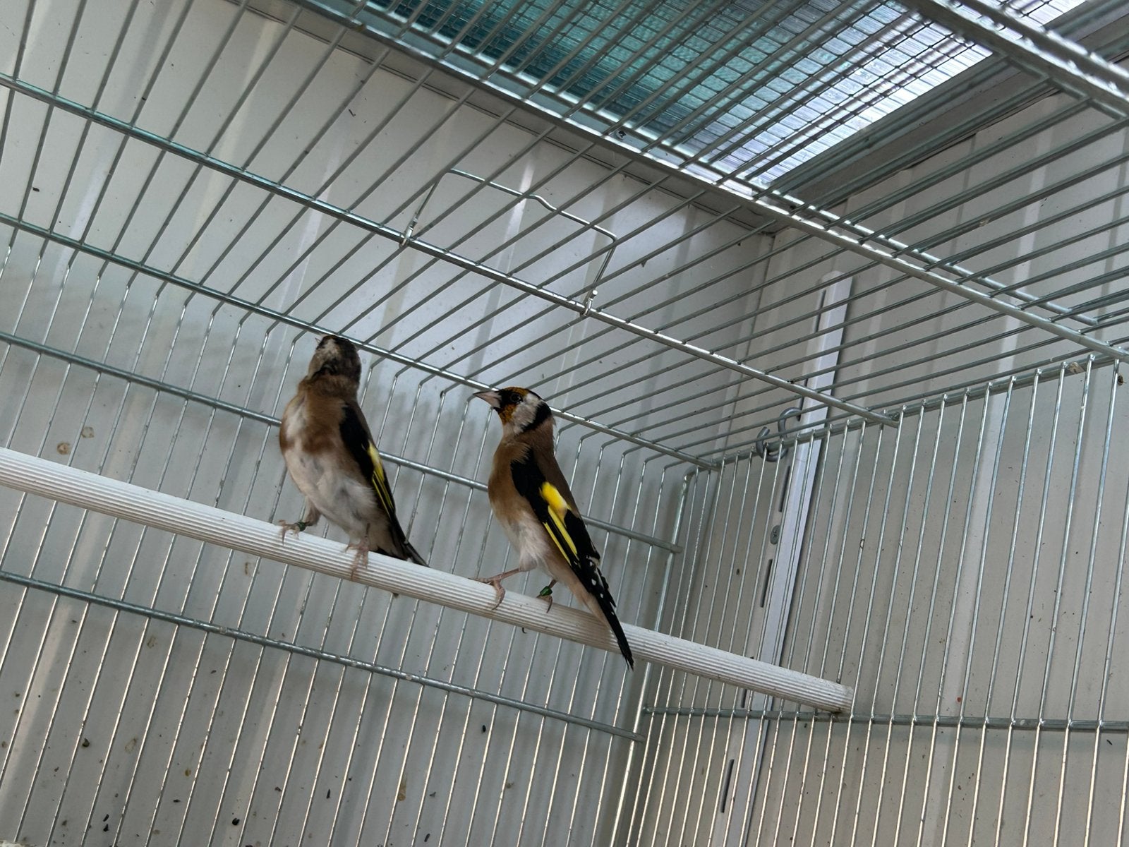 Distelvink