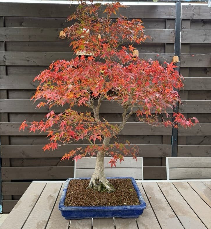 Bonsai Acer Palmatum Katsura - 45 jaar, Tuin en Terras, Halfschaduw, Overige soorten, Lente, 100 tot 250 cm