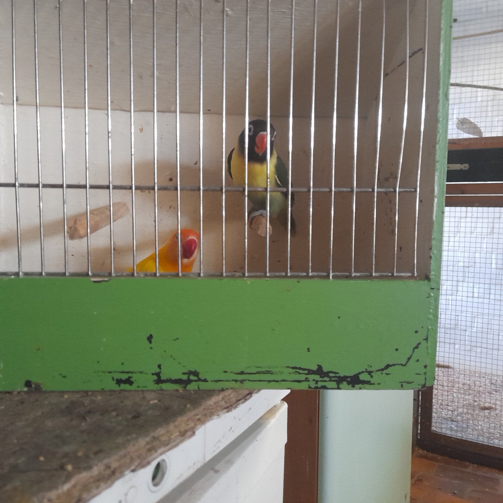 Personatas, Dieren en Toebehoren