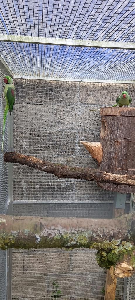 Paire de perruches Alexander qui ont fait leurs preuves, Plusieurs animaux, Perruche, Bagué