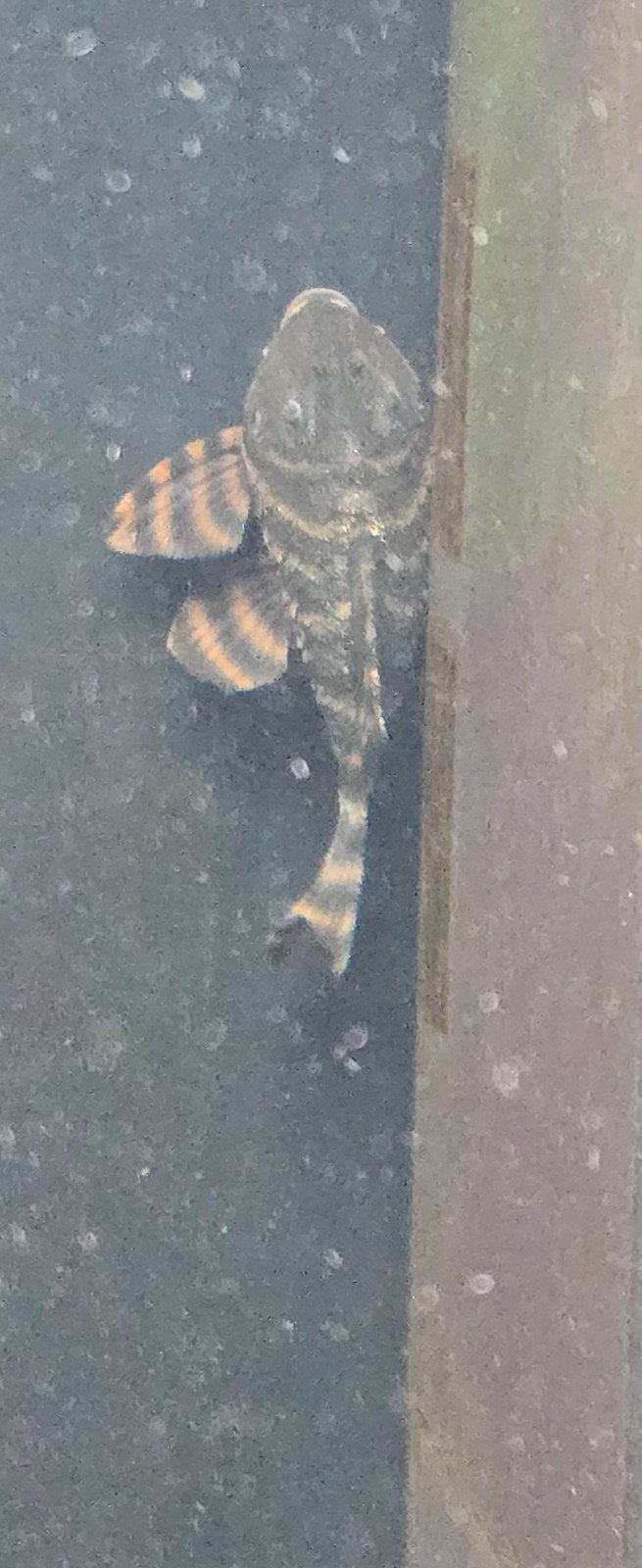 L397 tiger pleco 2 stuks beschikbaar +-7a8cm prijs /stuk, Dieren en Toebehoren