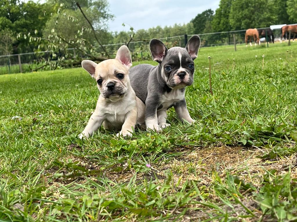 Chiots bouledogue français élevés à la maison, Bouledogue, Plusieurs, Hépatite contagieuse (maladie de Rubarth), Belgique