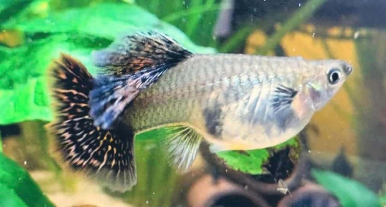 Silverado red dragon guppen, Vis, Zoetwatervis