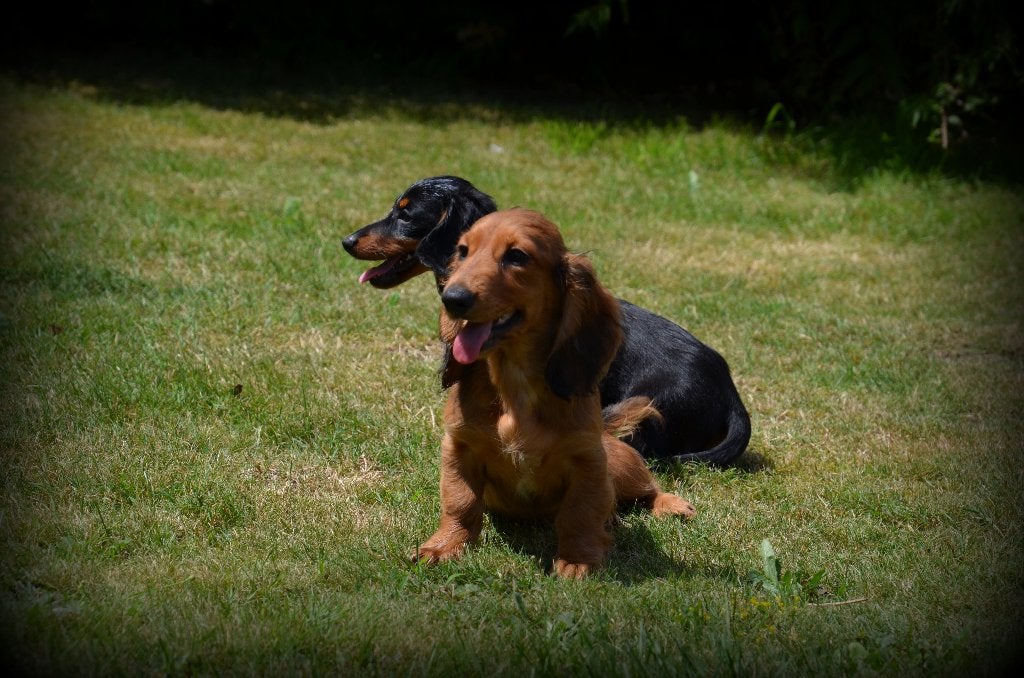Chiots teckel à poil long, Animaux & Accessoires, Poils longs, Plusieurs, Hépatite contagieuse (maladie de Rubarth), Belgique