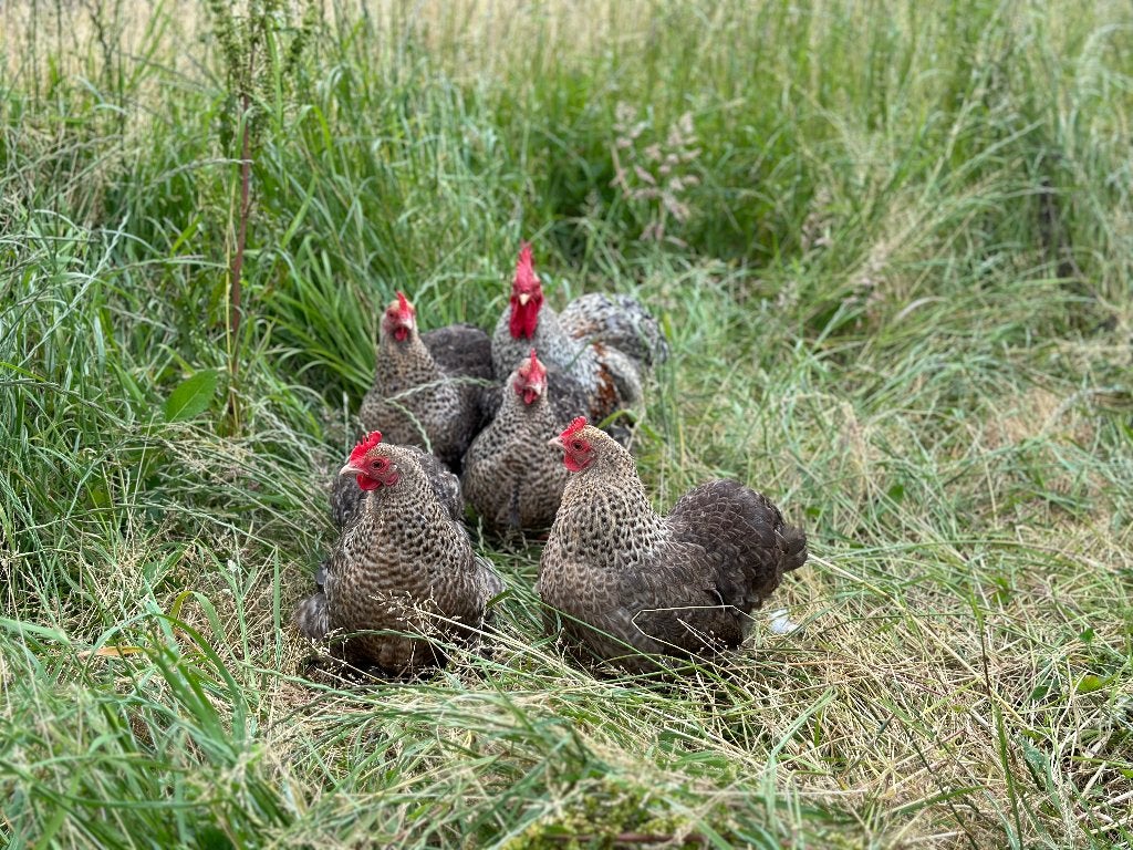 Jonge tamme Cochin kriel koekoek patrijs gesekst en ingeënt, Femelle, Poule ou poulet