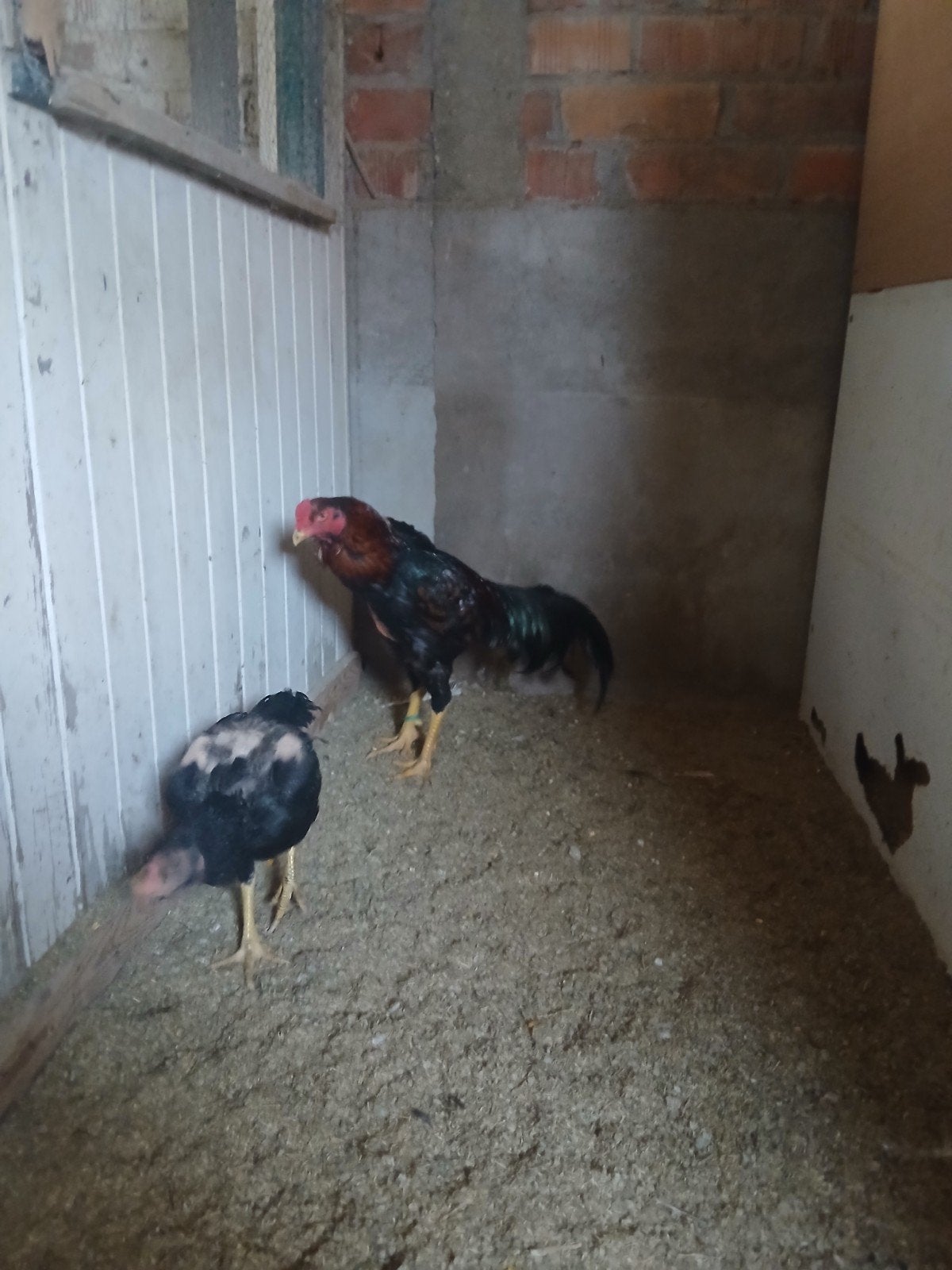 Shamo + poulet gratuit, Animaux & Accessoires, Poule ou poulet