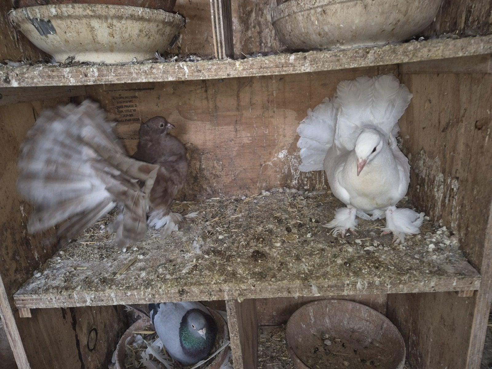 Kopel 40€ indishe pauwstaarten, Dieren en Toebehoren