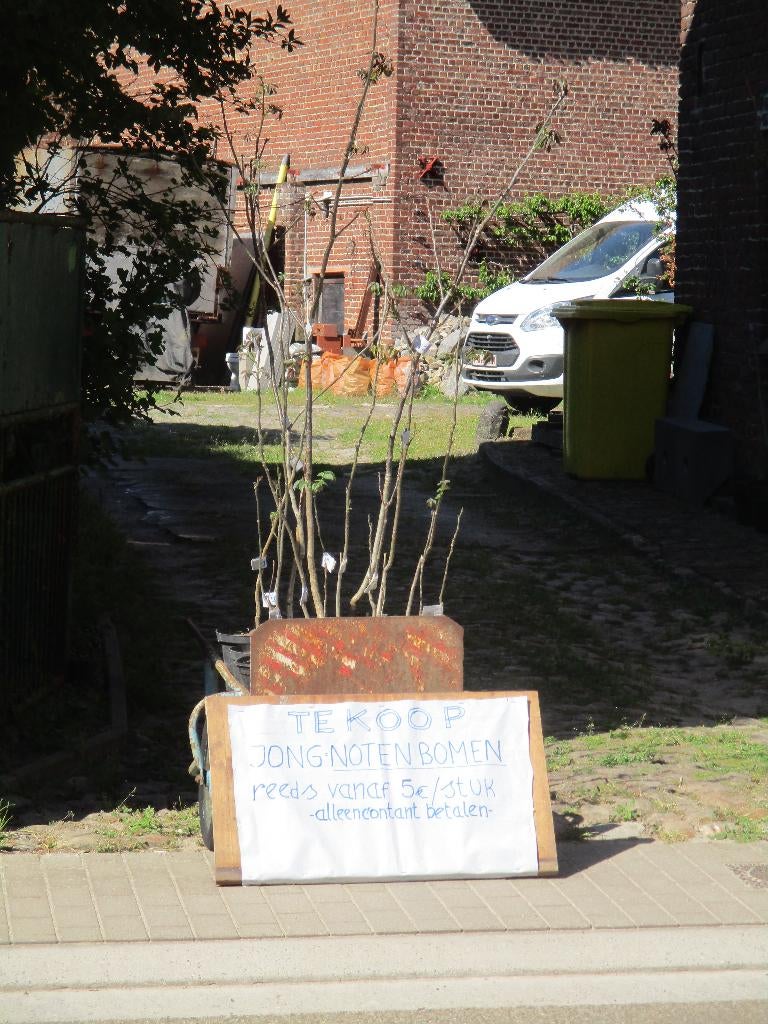 Notenbomen in pot klaar om uit te planten, Overige soorten, Lente, Ophalen, Volle zon