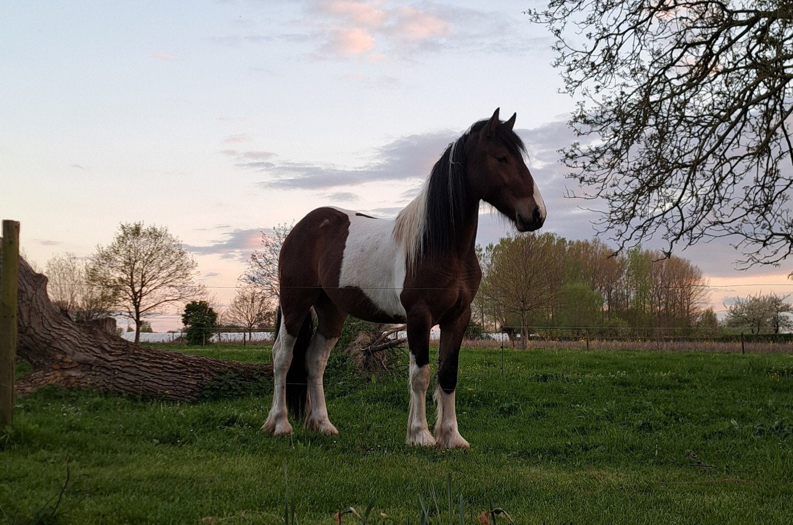 Barock pinto, Animaux & Accessoires, Chevaux, Jument