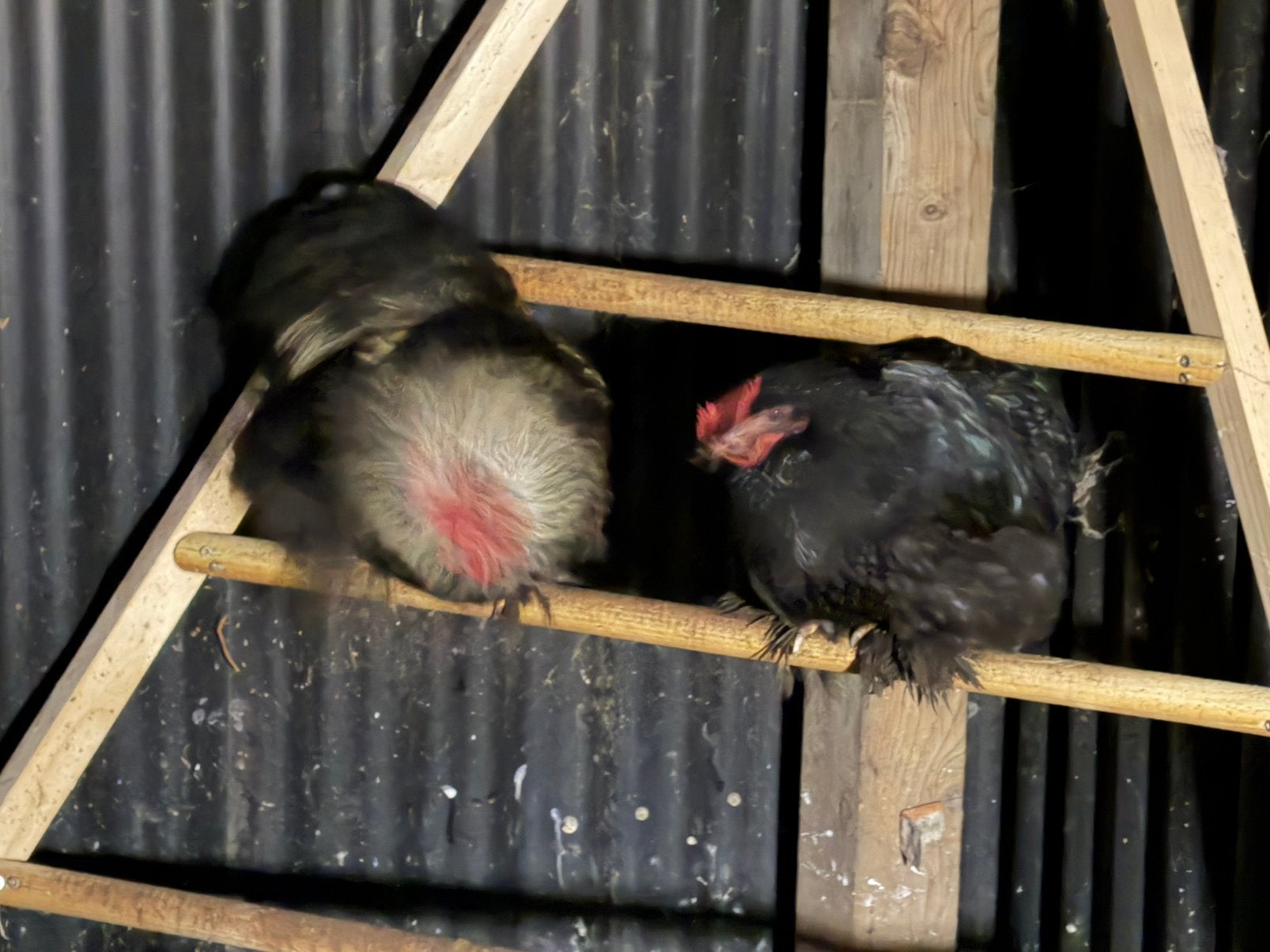 Cochin krielen koppeltje, Meerdere dieren, Kip