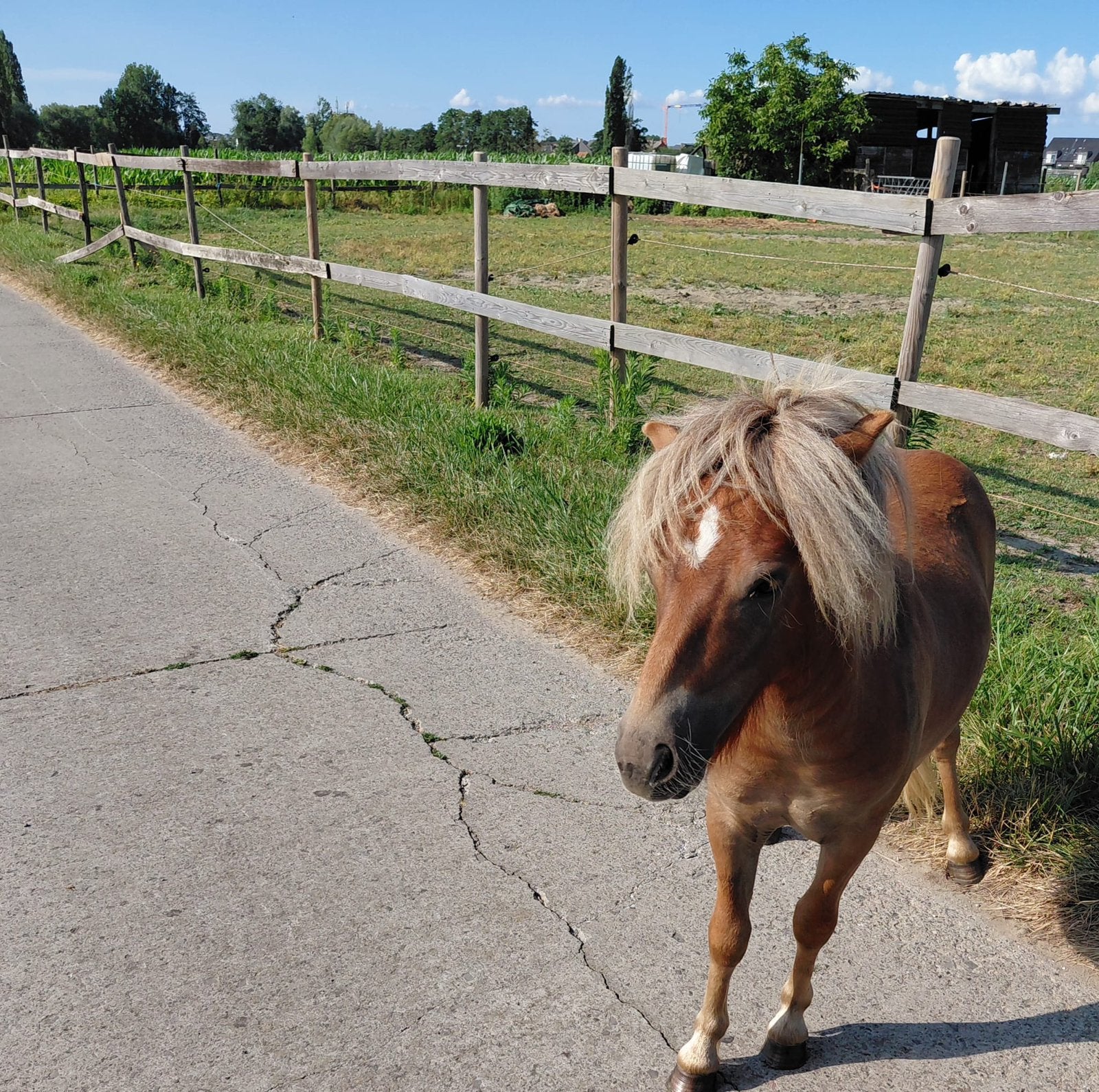 1 jaarige hengst, Hengst