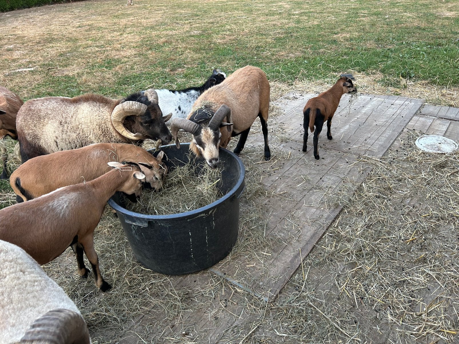 Mouton du Cameroun, Dieren en Toebehoren, Schapen, Geiten en Varkens, Schaap