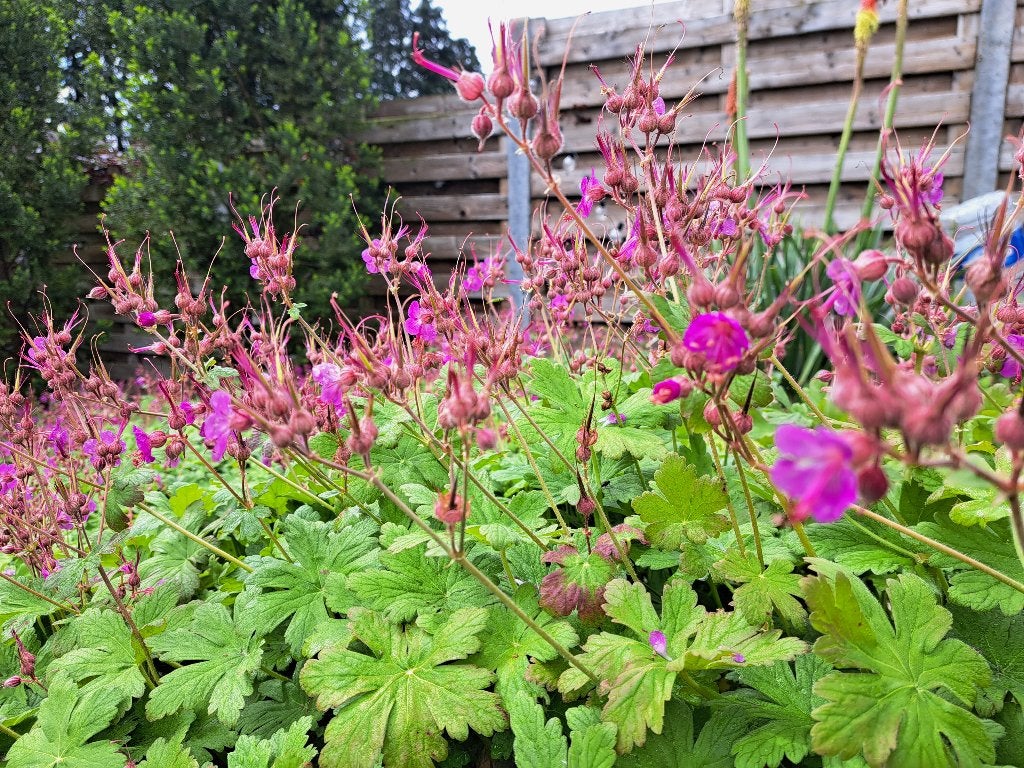 Bodembedekkers geraniums 40st per bak (8,00per bak), Tuin en Terras, Ophalen, Bodembedekkers, Vaste plant, Halfschaduw