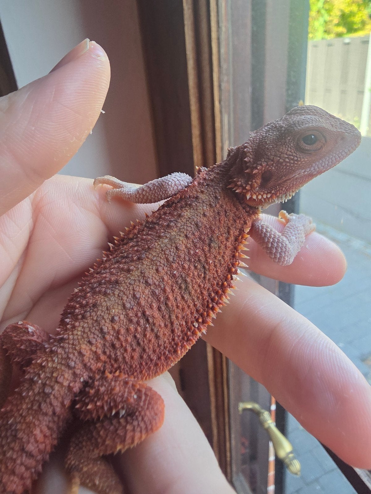 red monster, hypo, trans, man, Dieren en Toebehoren