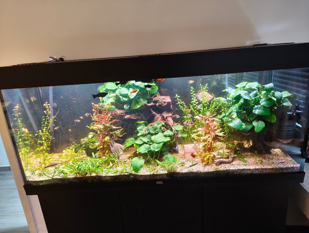 Juwel Rio 240 + techniek en visbestand, Aquarium d'eau douce rempli, Enlèvement, Utilisé, Poissons inclus