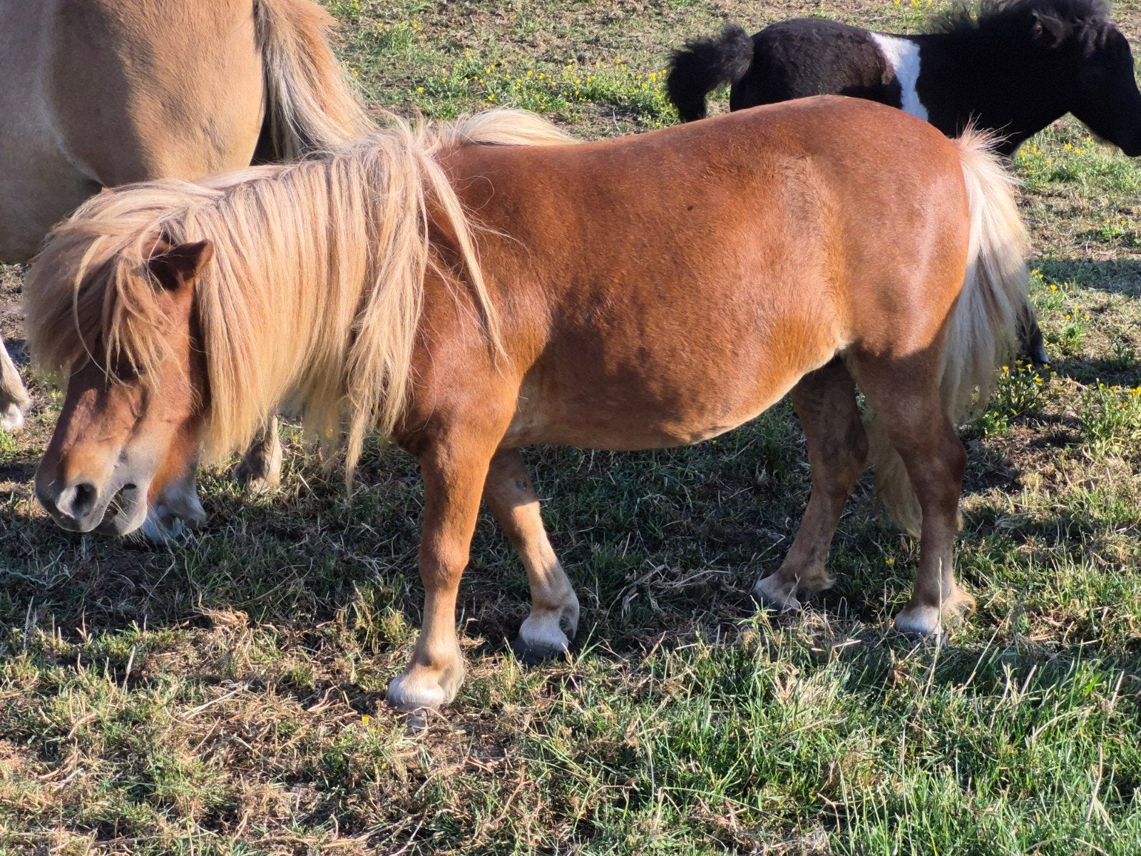 Shetlandpony's, Dieren en Toebehoren, Pony's, Merrie