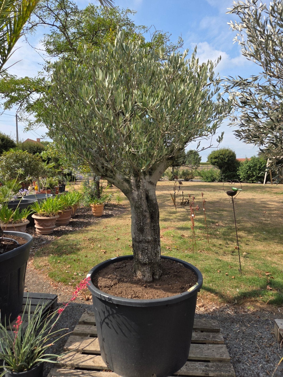 Olijfboom Olea Europaea mooi vertakt, Tuin en Terras, Planten | Bomen, Ophalen, Olijfboom