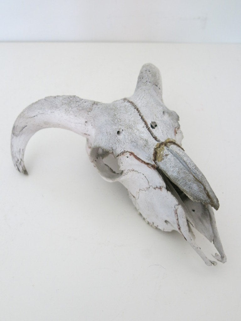 Crâne de mouton, Collections, Collections Animaux, Enlèvement ou Envoi, Utilisé, Crâne