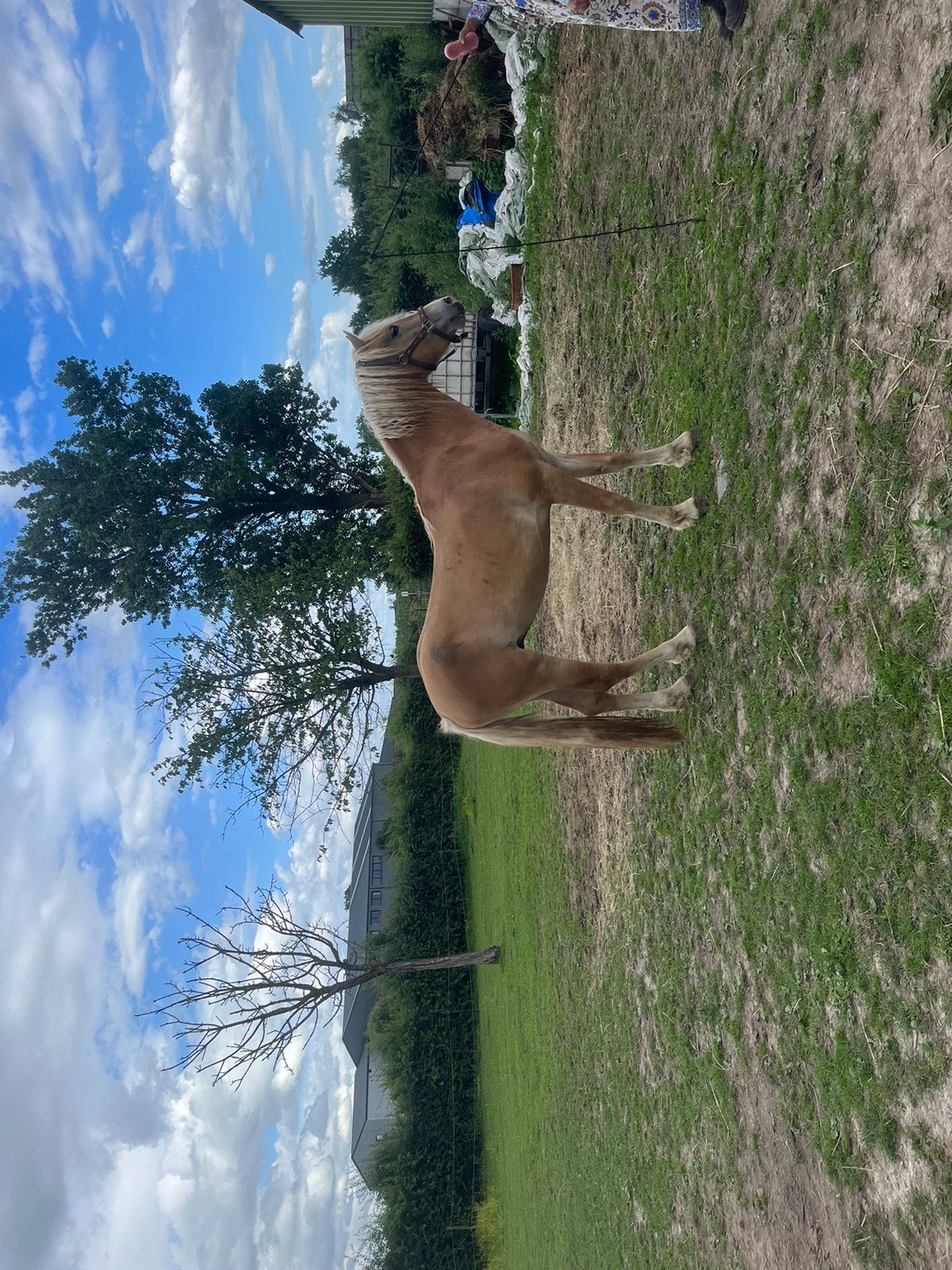 Haflinger hengst, Hengst