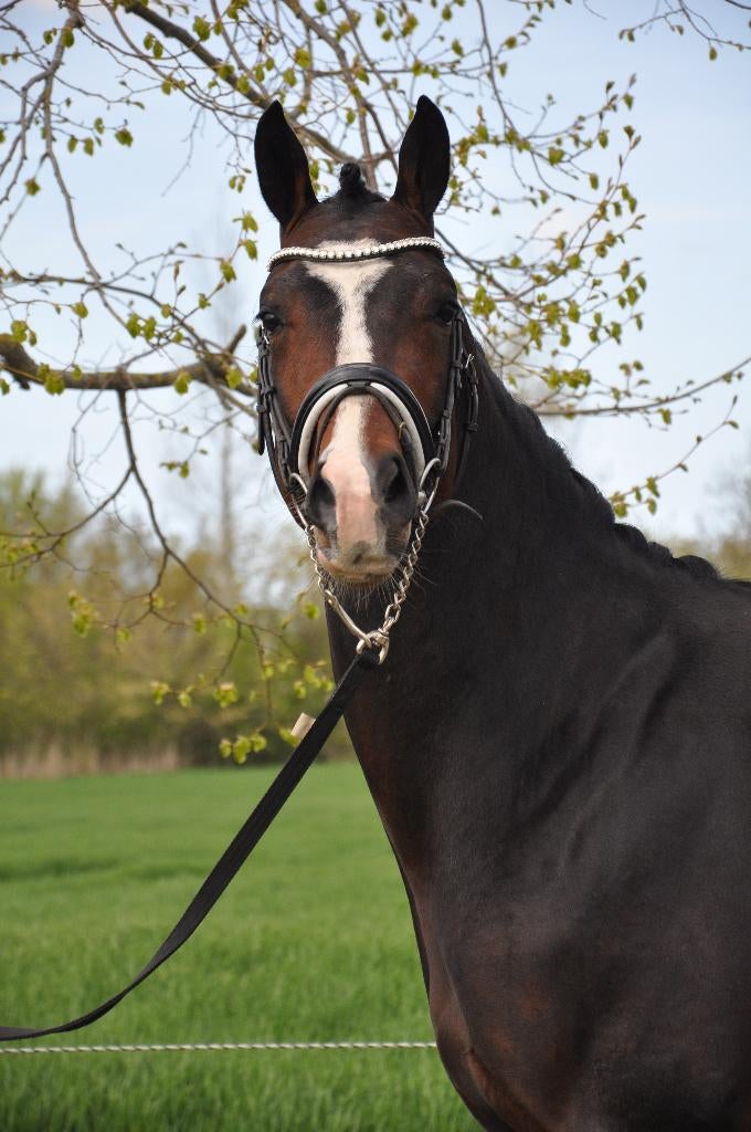 À vendre : 2 juments de trois ans et un étalon de trois ans, Animaux & Accessoires, Chevaux, Plusieurs animaux, Non dressé, 165 à 170 cm